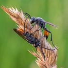 Ammophila sabulosa 2