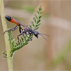 Ammophila sabulosa