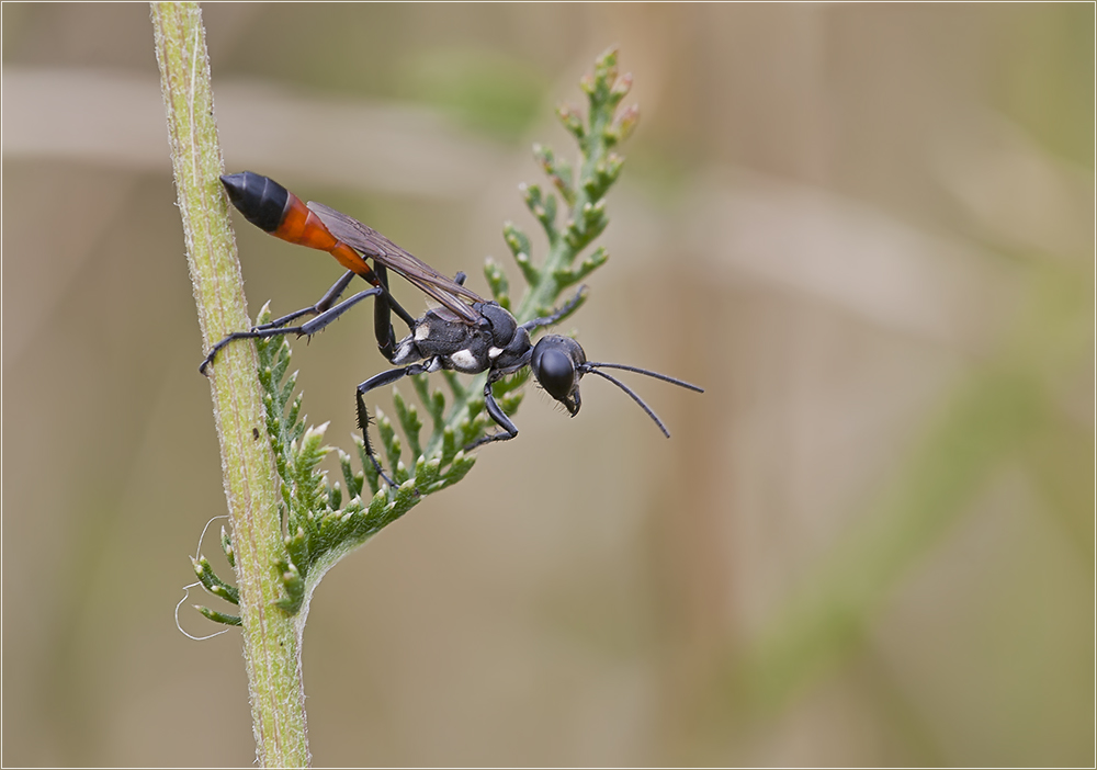 Ammophila sabulosa Foto & Bild tiere, wildlife, insekten Bilder auf
