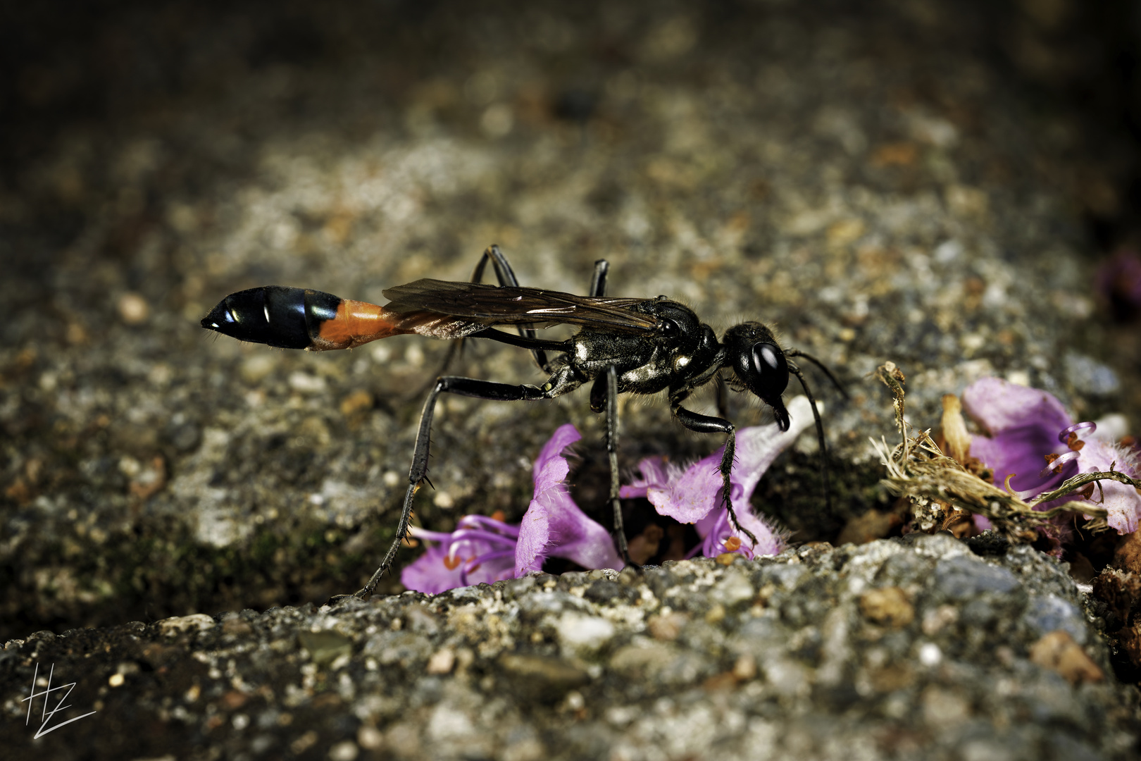 Ammophila sabulosa