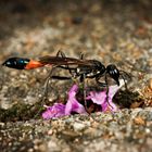 Ammophila sabulosa