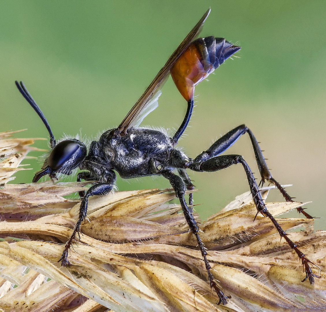 Ammophila sabulosa