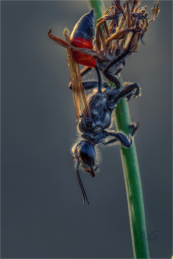 Ammophila sabulosa