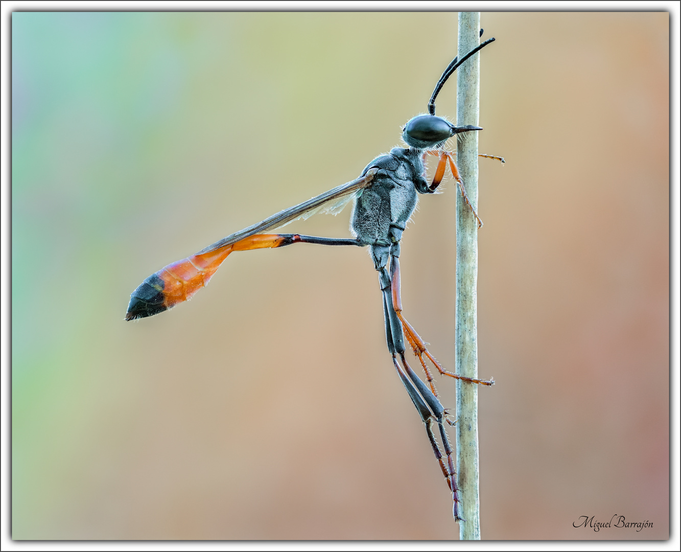 Ammophila sabulosa