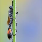 Ammophila sp.