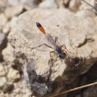 Ammophila w