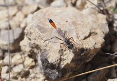 Ammophila w