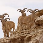 Ammotragus lervia fassini -Tripolis-Mähnenspringer-Zofar Antelope Farm