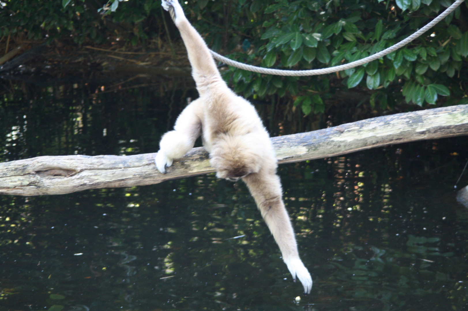 Amneville Gibbon beim Angeln nach ........ !