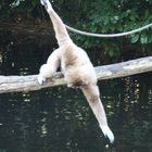 Amneville Gibbon beim Angeln nach ........ !