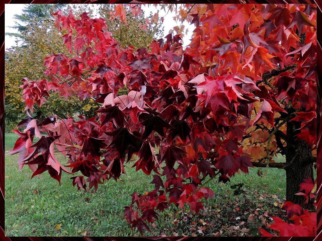 amo queste foglie- liquidambar styraciflua