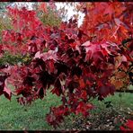 amo queste foglie- liquidambar styraciflua