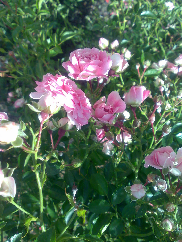 Among baby roses