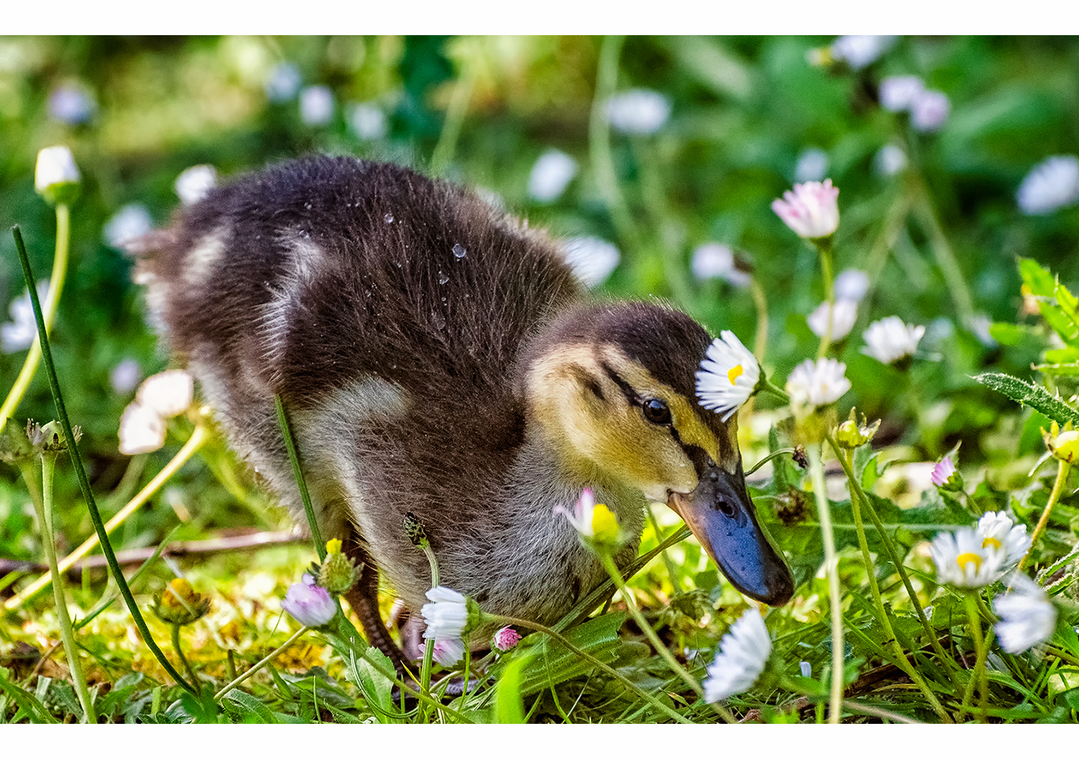 Among Daisies