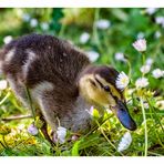 Among Daisies