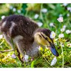 Among Daisies