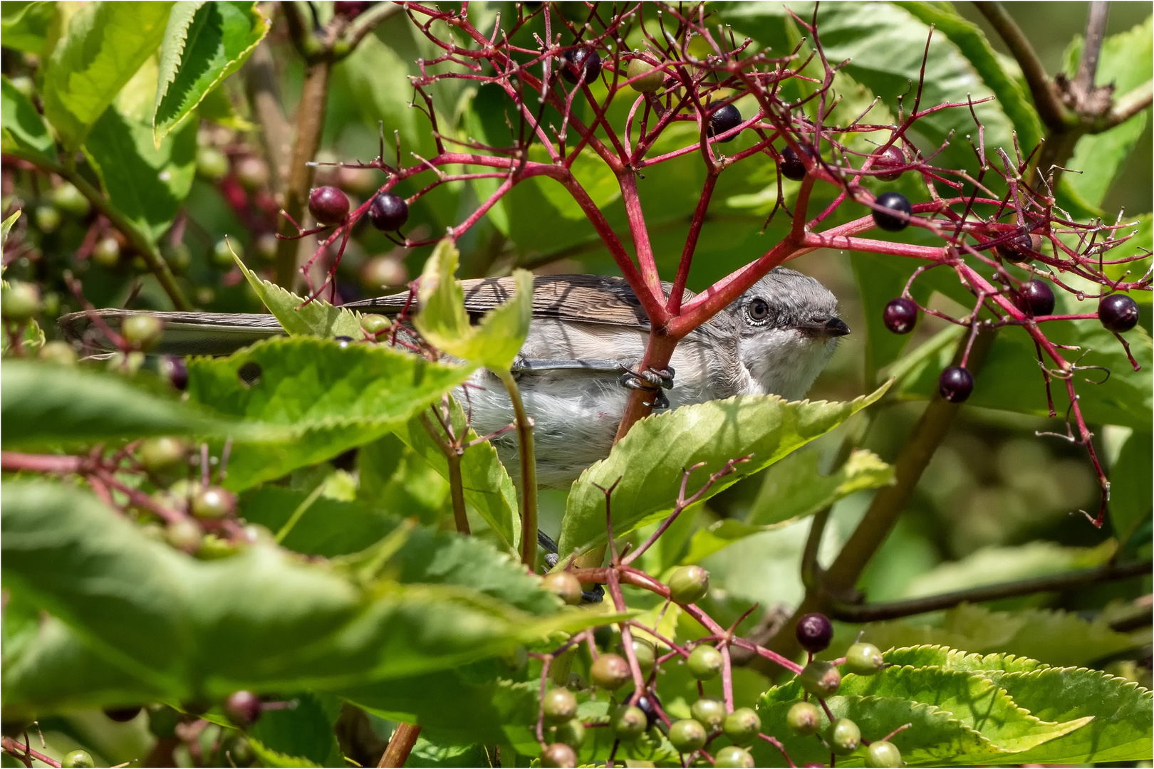 among de Holunderbeeren  .....