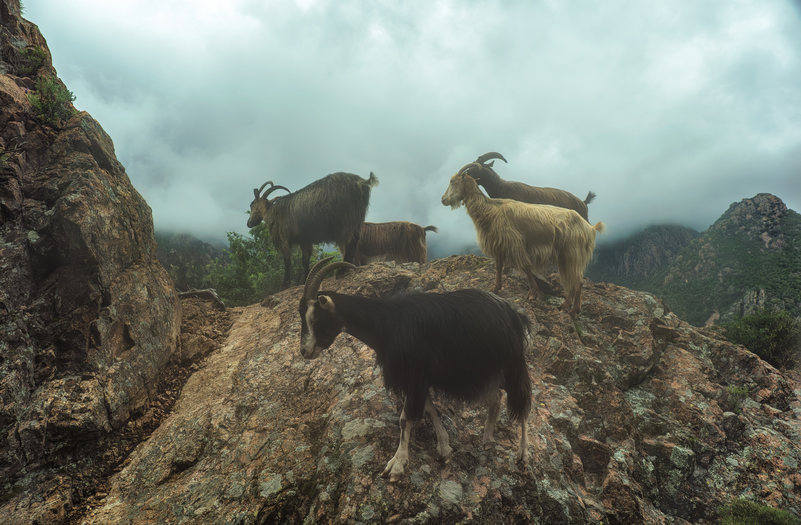 Among Goats - Corsica