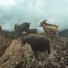 Among Goats - Corsica