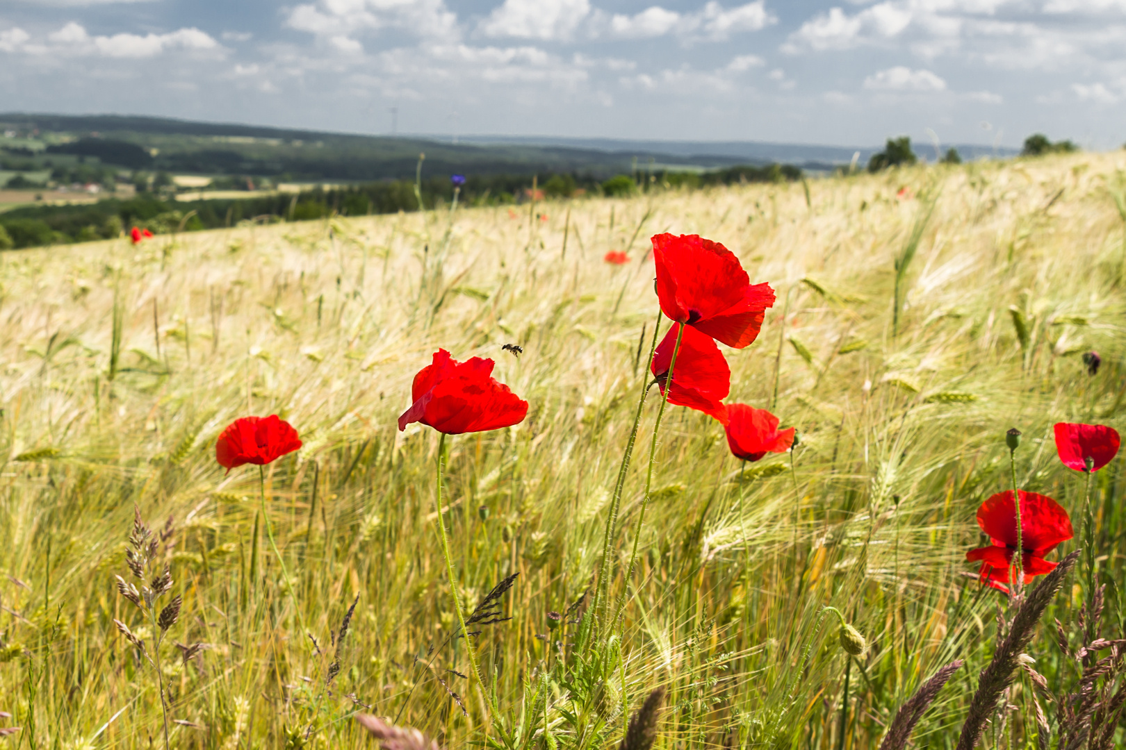 Among the Fields of Barley