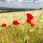 Among the Fields of Barley