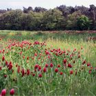 Among the flowers for a couple of hours