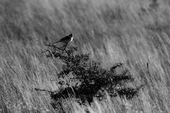 Among the grasses