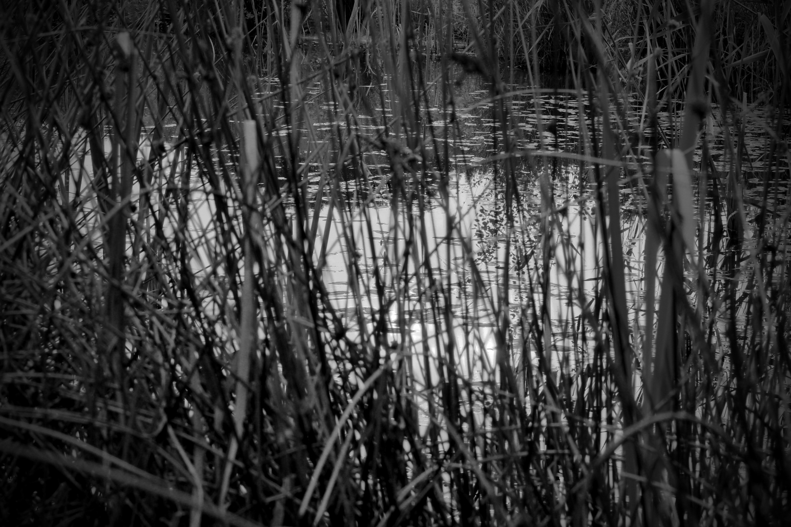 among the reeds