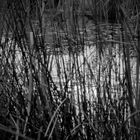 among the reeds