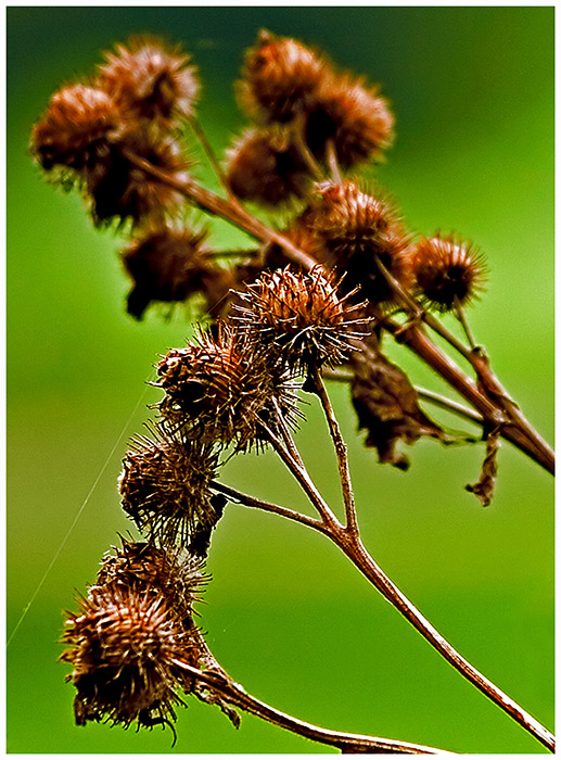 Among Thorns