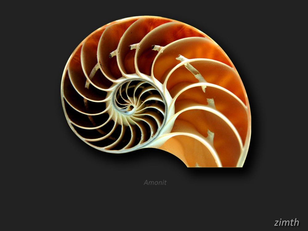 Amonit Foto & Bild sonstiges, fossilien & präparate, natur Bilder auf