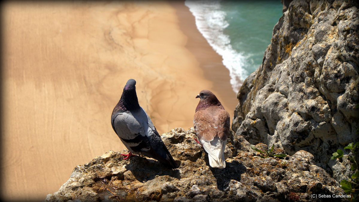 AMOR A VISTA DE PAJARO