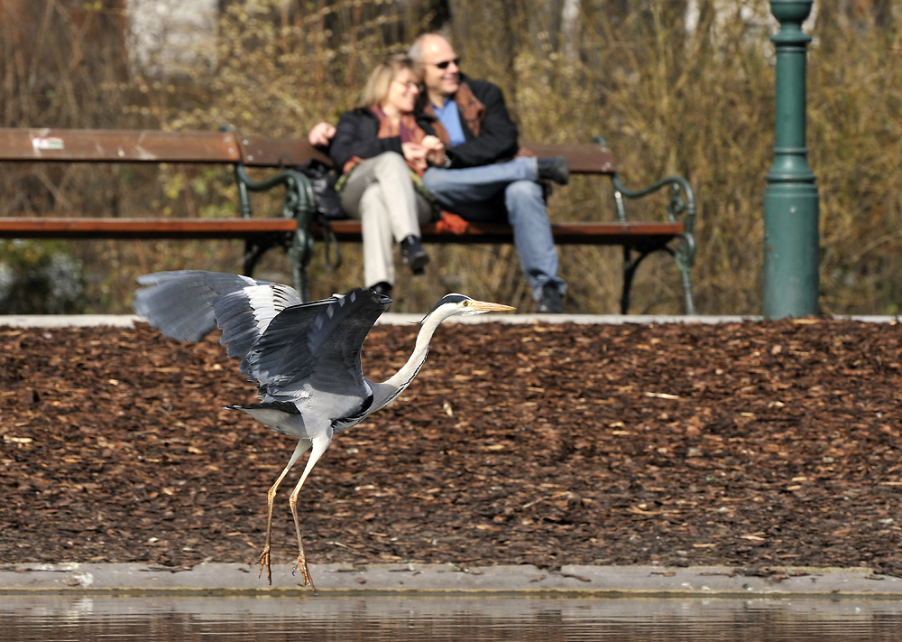 Amor als Reiher verkleidet