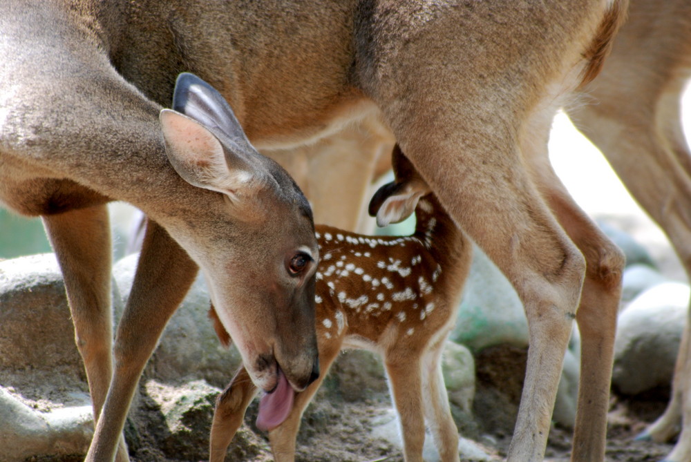 amor de madre