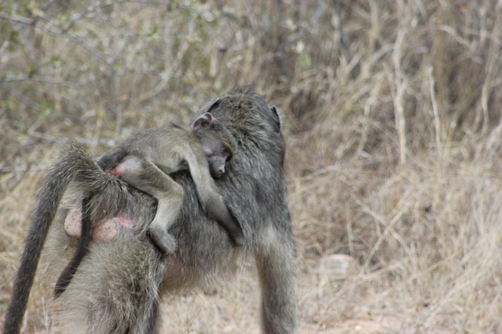 Amor de madre/hijo