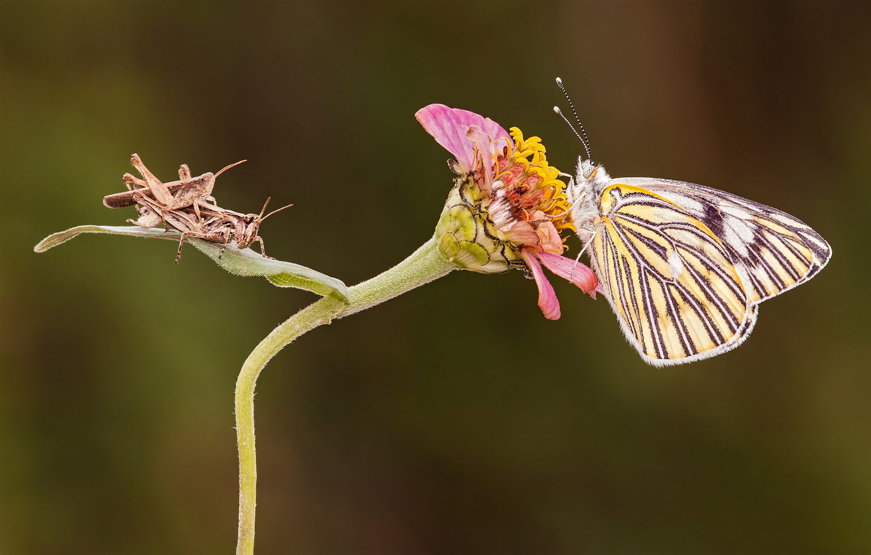 Amor de Primavera