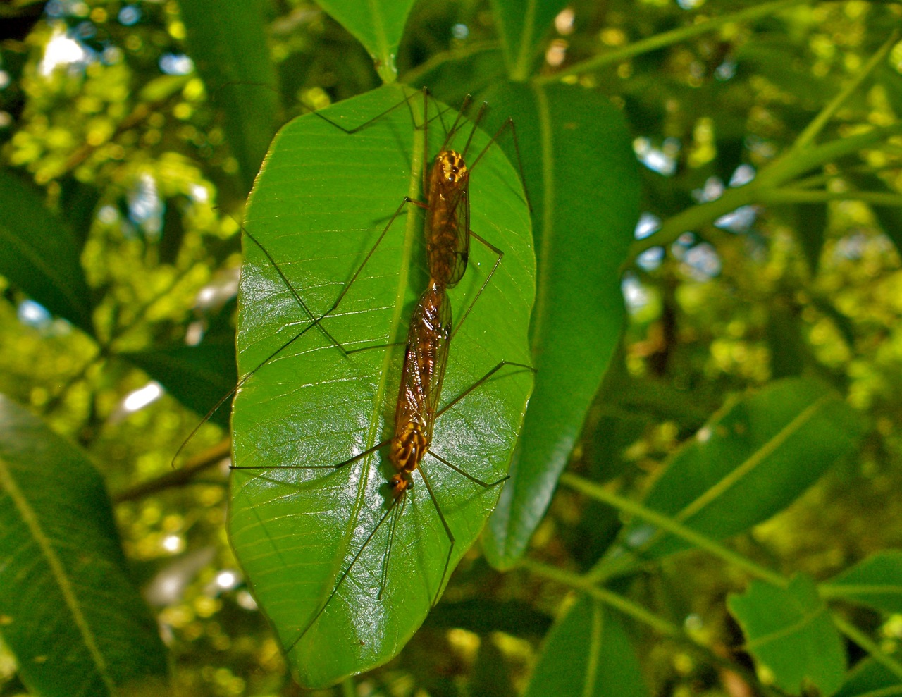 Amor entre insectos