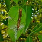 Amor entre insectos