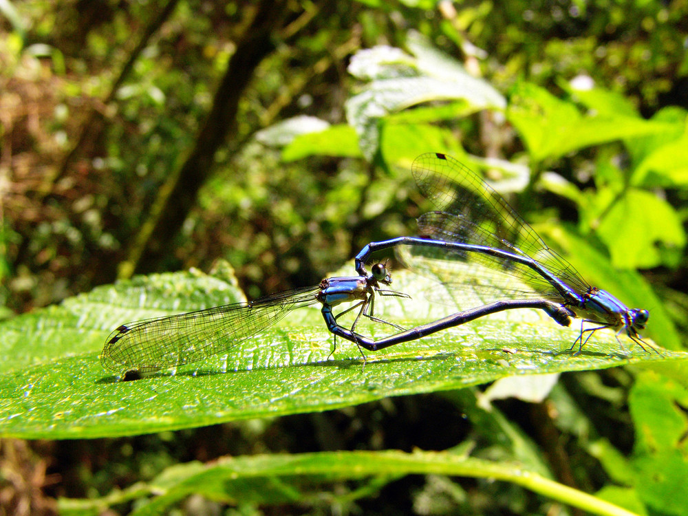 AMOR NATURAL