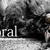 amoral