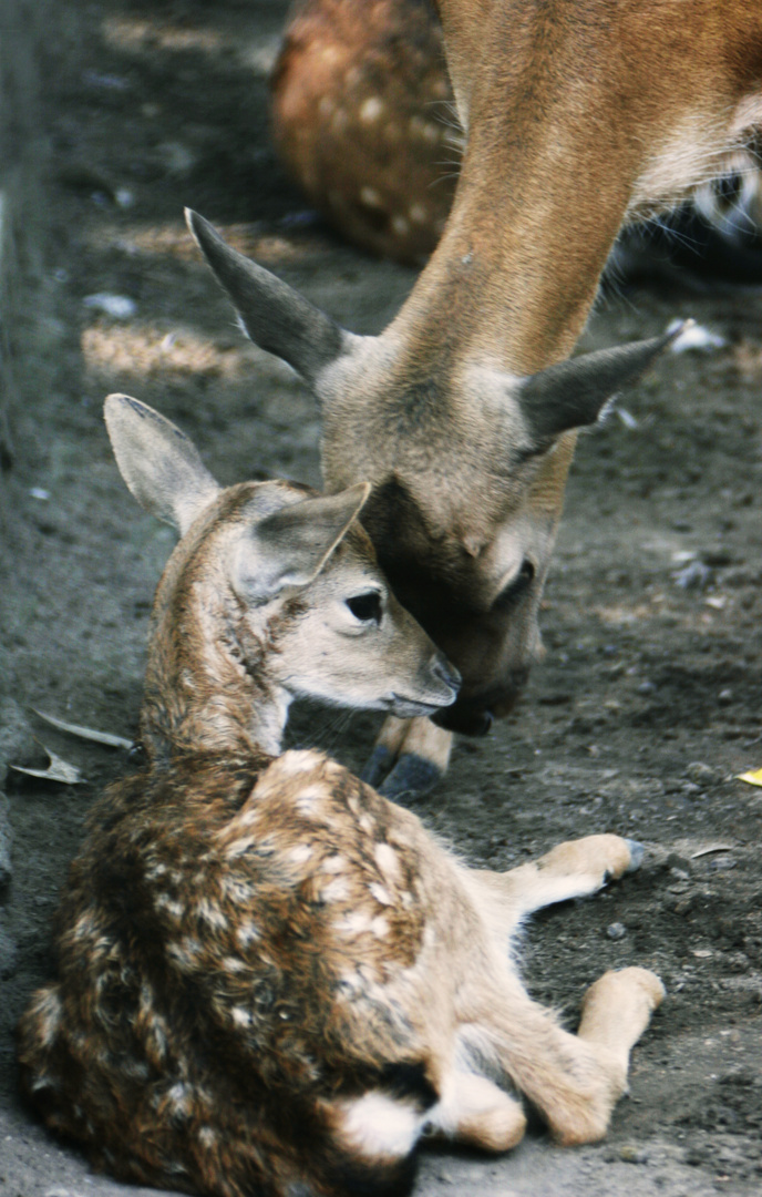 Amore di mamma