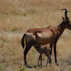 Amore di mamma