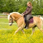 Amore (Haflingerwallach) im Blumenmeer