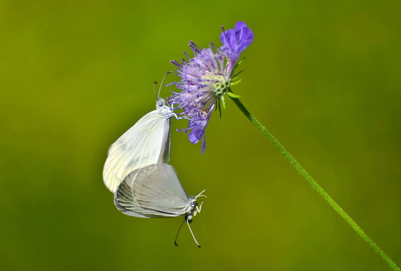 Amore su un fiore