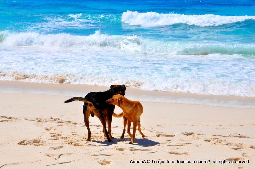 Amori canini alle Seychelles