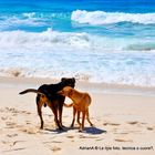 Amori canini alle Seychelles