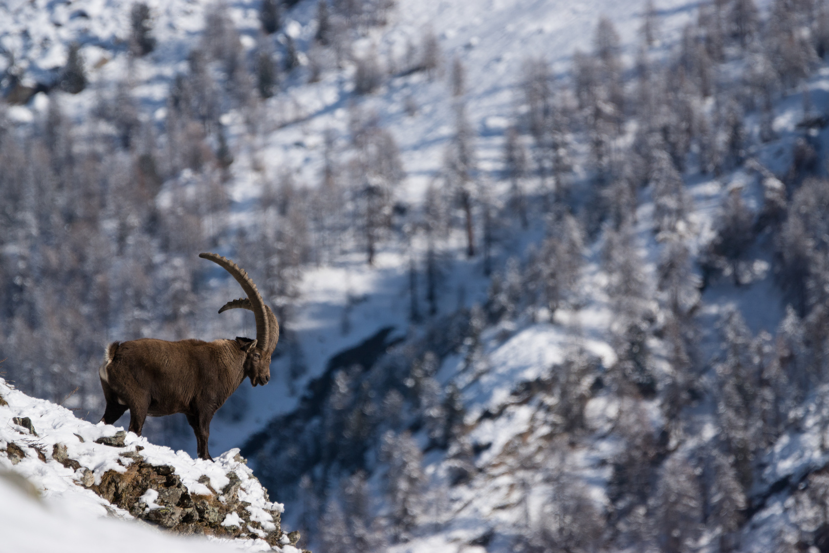 Amori di dicembre 2