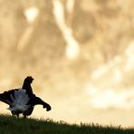 Amori di montagna...