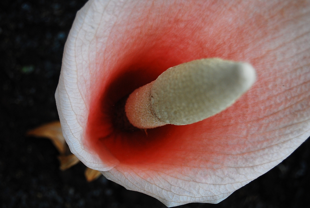 Amorphophallus bulbifer