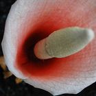 Amorphophallus bulbifer